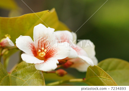 Shinaaburagiri Shinaaburagiri 7234893