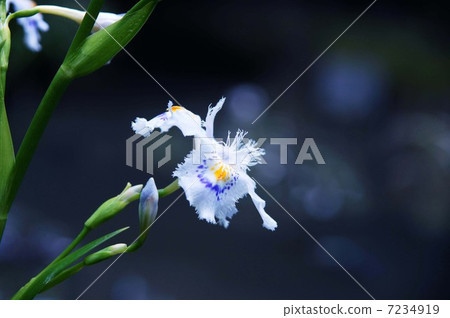 Flowers of Shaga Flowers of Shaga 7234919