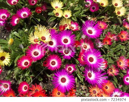 The floating flower bed Livingston Daisy 7234974