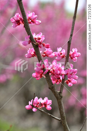 紫荊花（花吉） 7235106