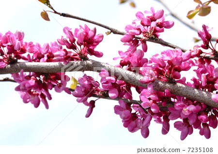 紫荊花（花吉） 7235108