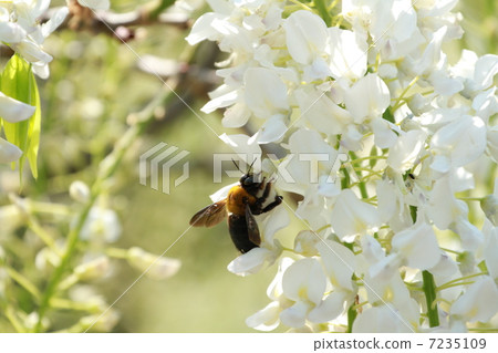 一隻蜜蜂 一隻蜜蜂 7235109