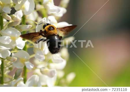 一隻蜜蜂 7235110