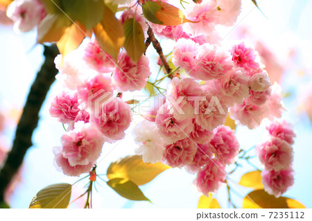 雙櫻花 雙櫻花 7235112