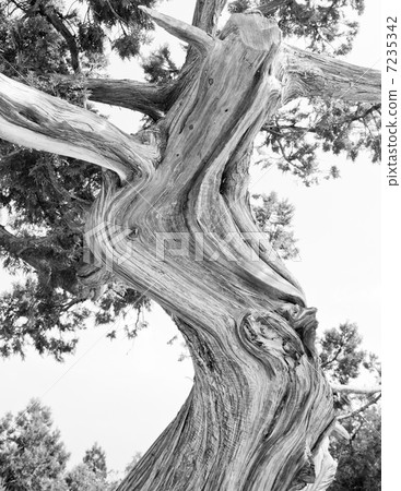 Tree. Abstract silhouette of pine tree branches. Black & White 7235342