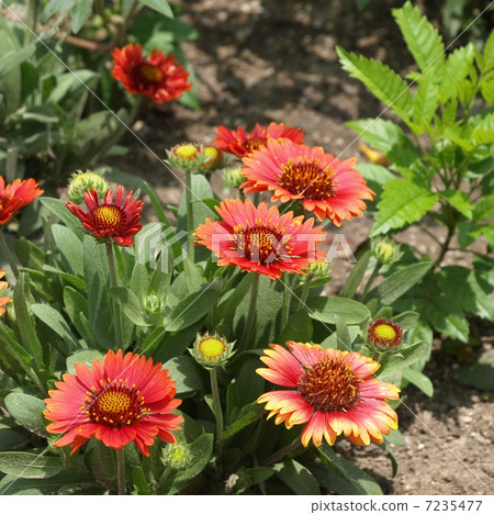 Gailarudia Gailarudia 7235477