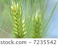 Barley 7235542