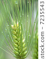 Barley 7235543