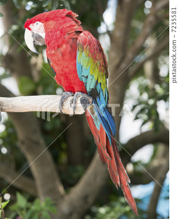 Green-winged Macaw 7235581