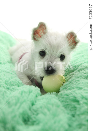 Westie puppy playing with ball 7235657