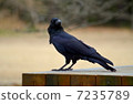 Crow (on the desk) 7235789