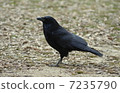 Crow (walk) 7235790