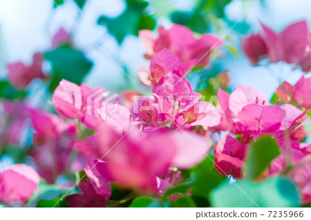 Bougainvillea 7235966