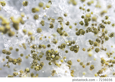 macro shot of fuzzy mold macro shot of fuzzy mold 7236036