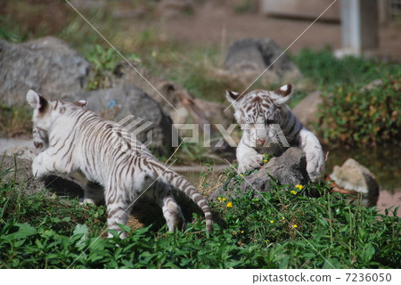 White Tiger White Tiger 7236050