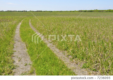 Watarase Setoike Pond Budding Yoshihara 7236093