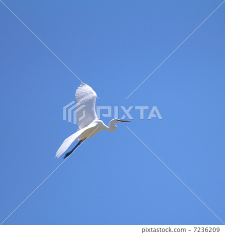 Shirajiri flying elegantly in the blue sky 7236209