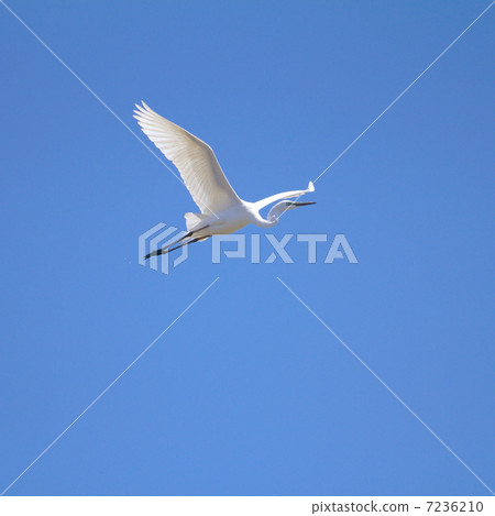 Shirajiri優雅地在藍天飛行 7236210