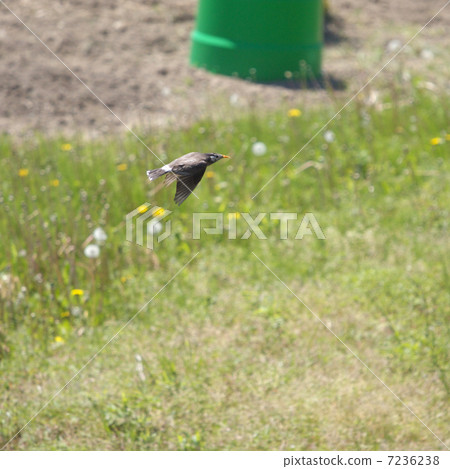 必須高速飛行 必須高速飛行 7236238