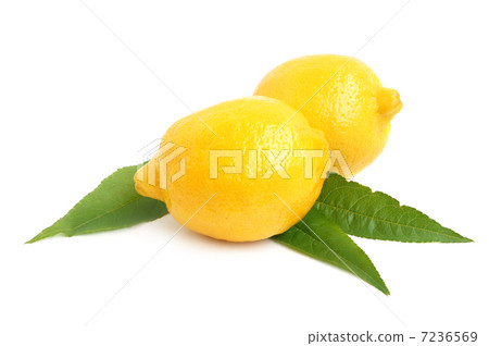 Lemon citrus Lemon citrus 7236569