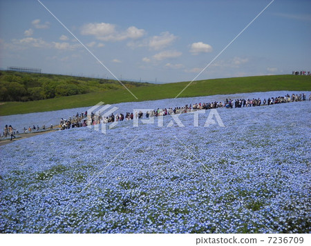 Nemophila Hill 7236709