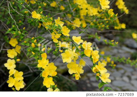 Yamaboki花 7237089