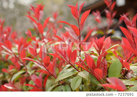 紅羅賓發芽 7237091