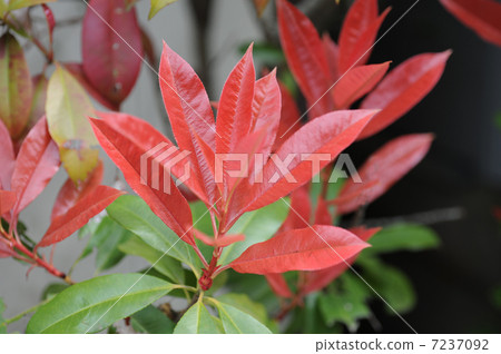 紅羅賓發芽 7237092