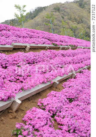 Shibazakura flowers 7237122