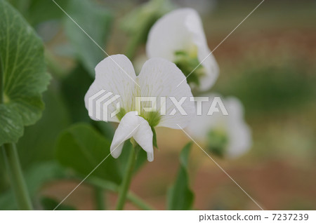 豌豆花 豌豆花 7237239