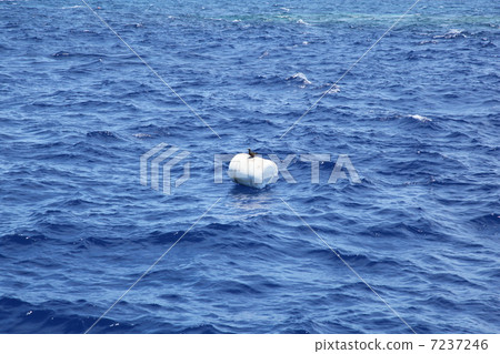 鳥鰹魚沖繩昭島島海洋 7237246