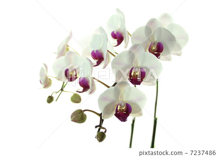 Phalaenopsis orchid  7237486