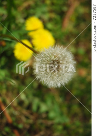 Dandelion Dandelion 7237597
