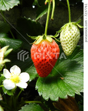 Ishigaki Ichigo Ishigaki Ichigo 7237761