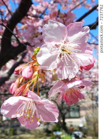 河津櫻花 7237762