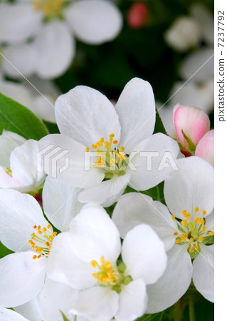 Clear female flowers 7237792