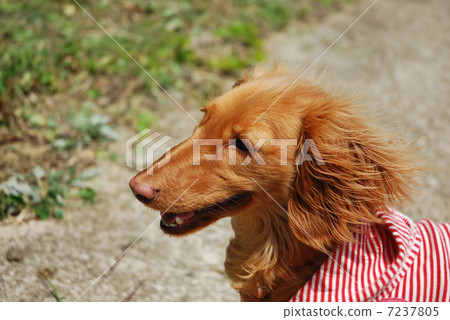 狗狗 狗狗 7237805