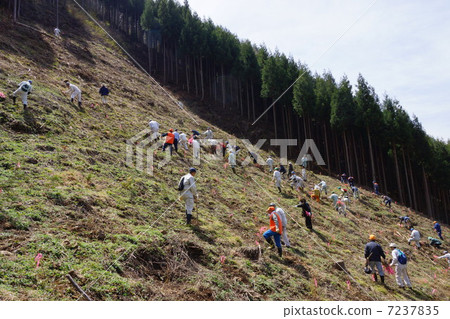 植樹節 植樹節 7237835