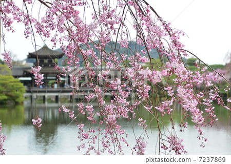 京都平安神道聖地櫻花 京都平安神道聖地櫻花 7237869