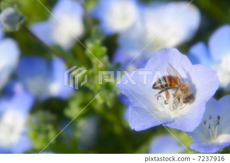 Nemophila蜜蜂 7237916