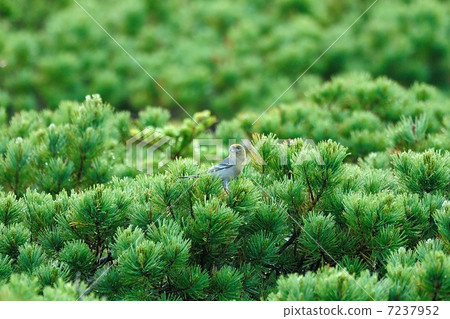 Ginzan Machico 7237952