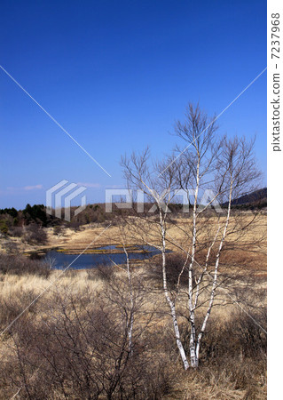 Hachijigahara Marsh Hachijigahara Marsh 7237968