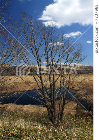 Hachijigahara Marsh Hachijigahara Marsh 7237969