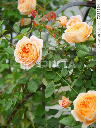 參與方尖碑的杏子玫瑰（垂直圖像） 7238164