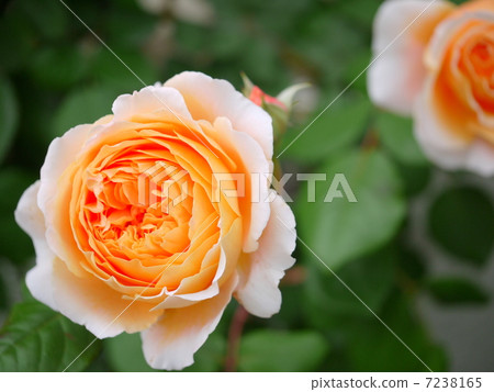 可愛的橙色玫瑰（上） 7238165