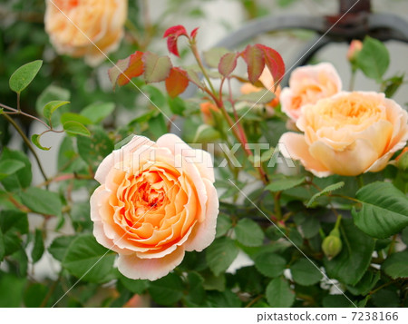 玫瑰芽和春天的大多數花朵 7238166