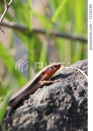 日本蜥蜴 7238180