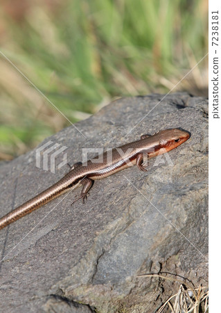 日本蜥蜴 7238181