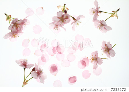 櫻花23 7238272