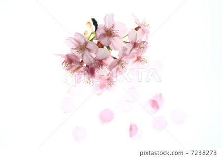 櫻花15 7238273